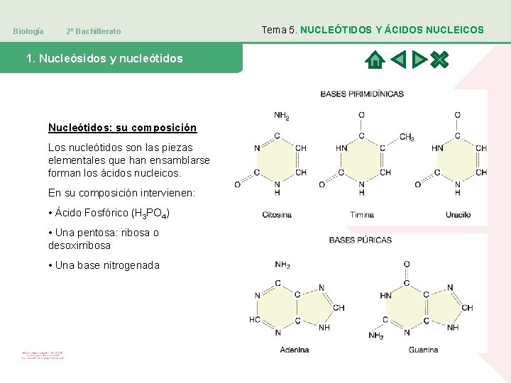 Biología 2º Bachillerato 1. Nucleósidos y nucleótidos Nucleótidos: su composición Los nucleótidos son las