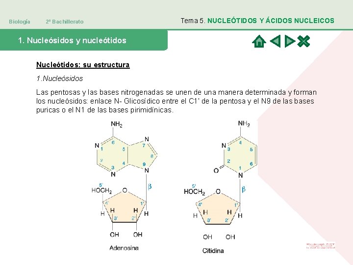 Biología 2º Bachillerato Tema 5. NUCLEÓTIDOS Y ÁCIDOS NUCLEICOS 1. Nucleósidos y nucleótidos Nucleótidos: