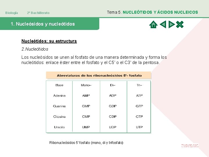 Biología 2º Bachillerato Tema 5. NUCLEÓTIDOS Y ÁCIDOS NUCLEICOS 1. Nucleósidos y nucleótidos Nucleótidos: