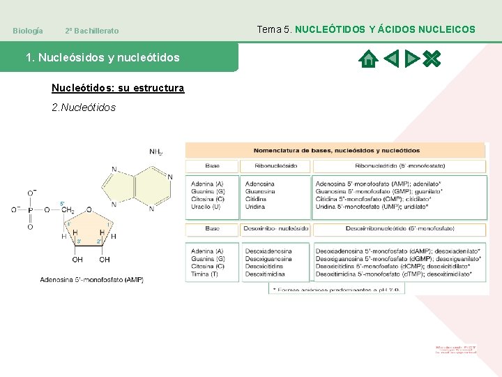 Biología 2º Bachillerato 1. Nucleósidos y nucleótidos Nucleótidos: su estructura 2. Nucleótidos Tema 5.