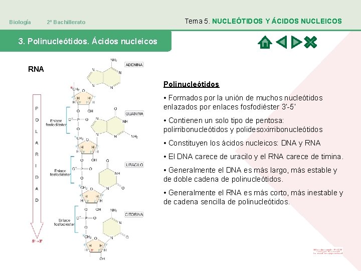 Biología 2º Bachillerato Tema 5. NUCLEÓTIDOS Y ÁCIDOS NUCLEICOS 3. Polinucleótidos. Ácidos nucleicos RNA