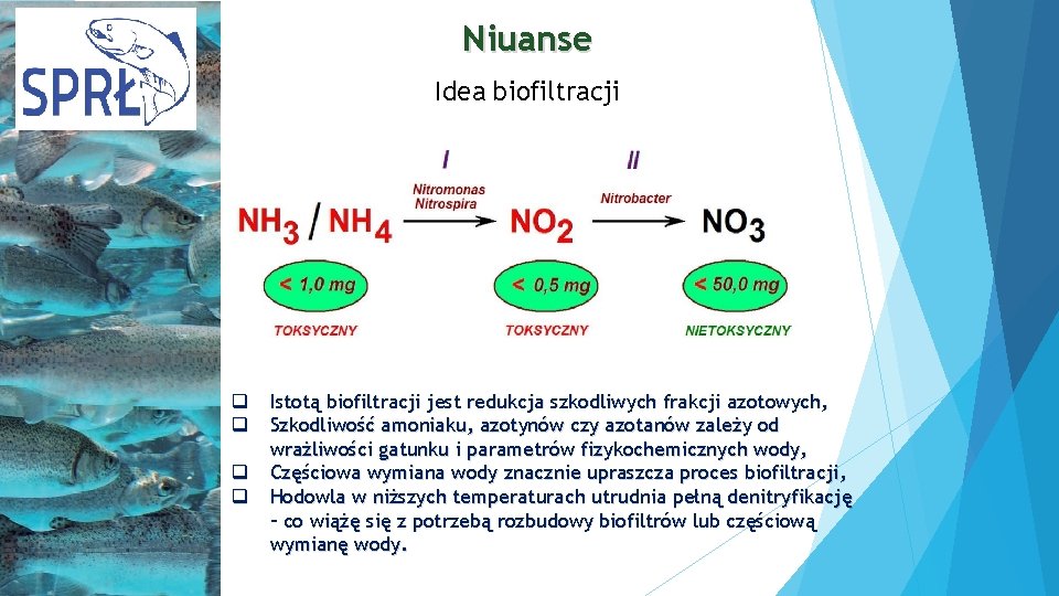 Niuanse Idea biofiltracji q q Istotą biofiltracji jest redukcja szkodliwych frakcji azotowych, Szkodliwość amoniaku,