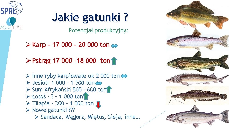 Jakie gatunki ? Potencjał produkcyjny: Ø Karp – 17 000 – 20 000 ton