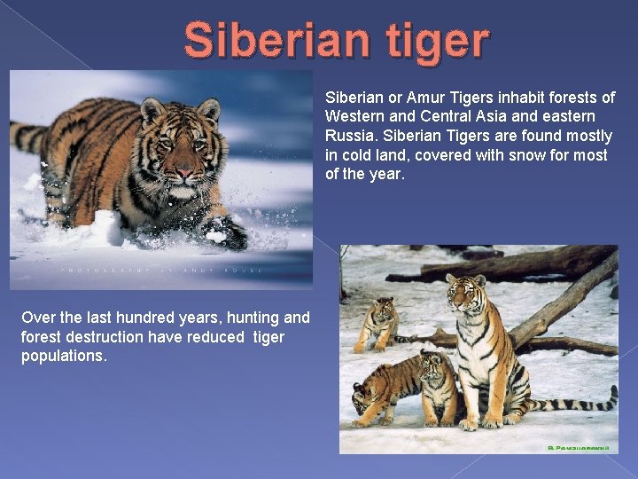 Siberian tiger Siberian or Amur Tigers inhabit forests of Western and Central Asia and