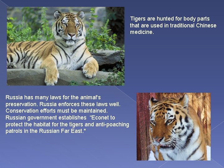 Tigers are hunted for body parts that are used in traditional Chinese medicine. Russia