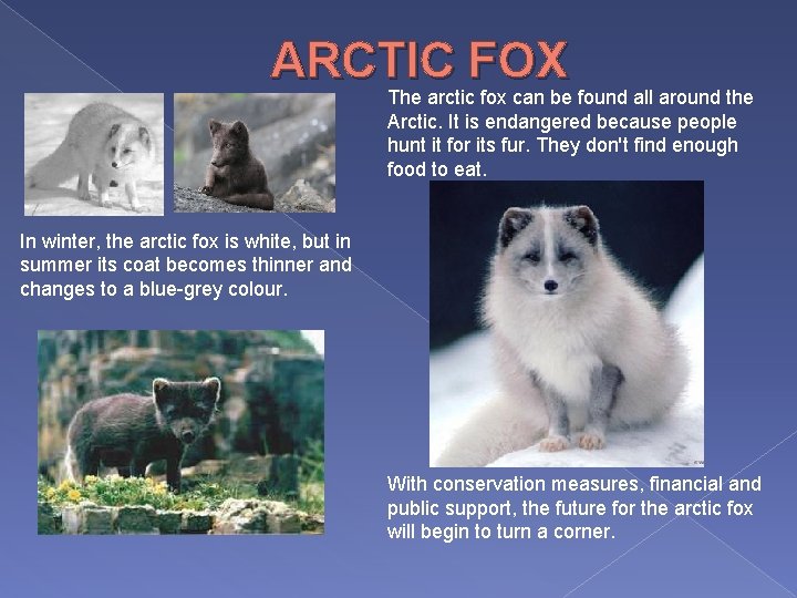 ARCTIC FOX The arctic fox can be found all around the Arctic. It is