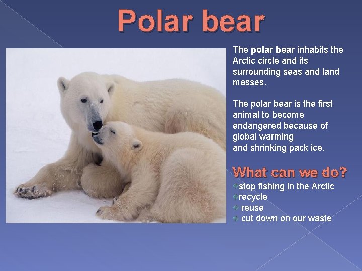 Polar bear The polar bear inhabits the Arctic circle and its surrounding seas and