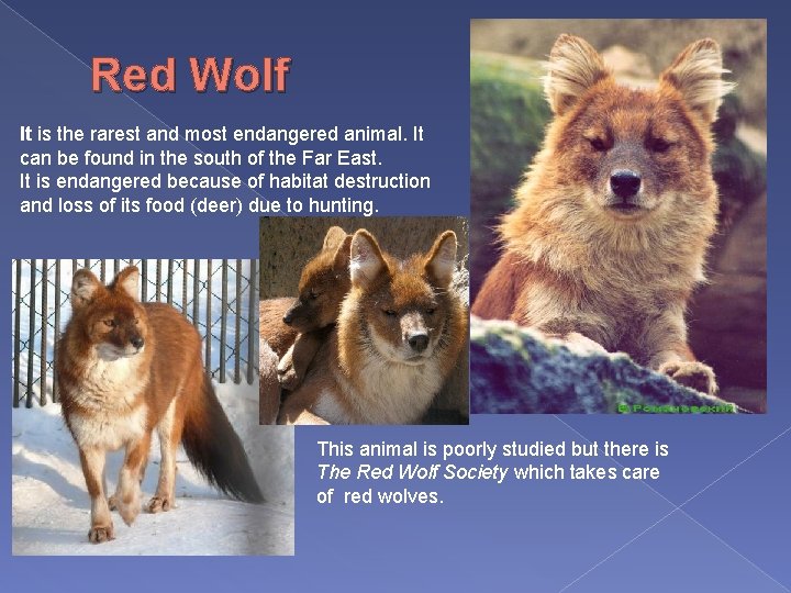 Red Wolf It is the rarest and most endangered animal. It can be found