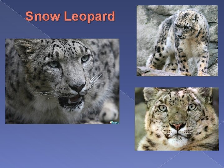 Snow Leopard 