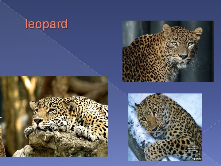 leopard 