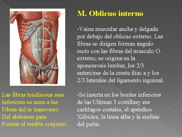 M. Oblicuo interno -Vaina muscular ancha y delgada por debajo del oblicuo externo. Las