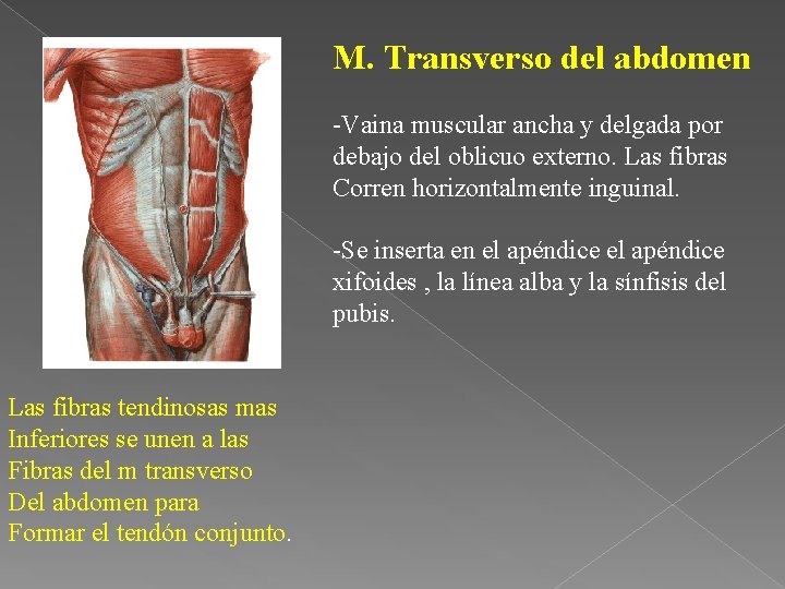 M. Transverso del abdomen -Vaina muscular ancha y delgada por debajo del oblicuo externo.