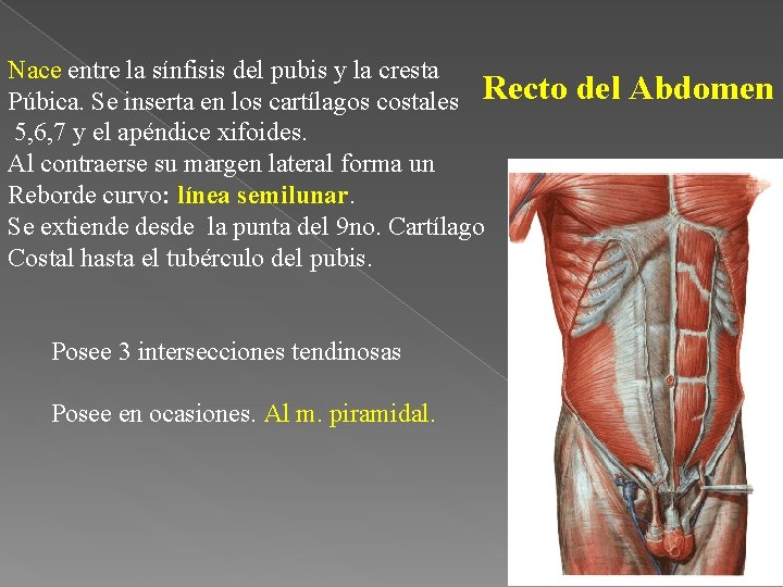 Nace entre la sínfisis del pubis y la cresta Púbica. Se inserta en los