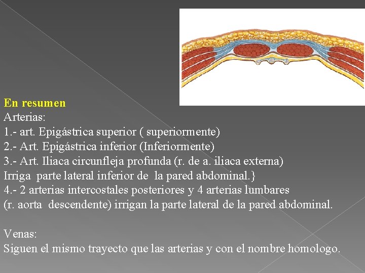 En resumen Arterias: 1. - art. Epigástrica superior ( superiormente) 2. - Art. Epigástrica