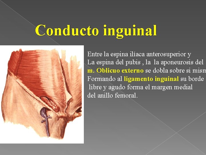 Conducto inguinal Entre la espina ilíaca anterosuperior y La espina del pubis , la