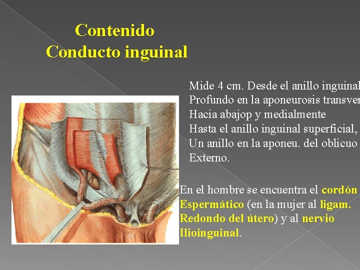 Contenido Conducto inguinal Mide 4 cm. Desde el anillo inguinal Profundo en la aponeurosis