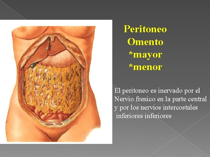 Peritoneo Omento *mayor *menor El peritoneo es inervado por el Nervio frenico en la