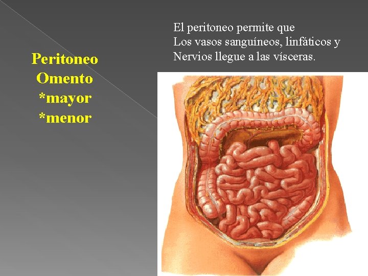 Peritoneo Omento *mayor *menor El peritoneo permite que Los vasos sanguíneos, linfáticos y Nervios