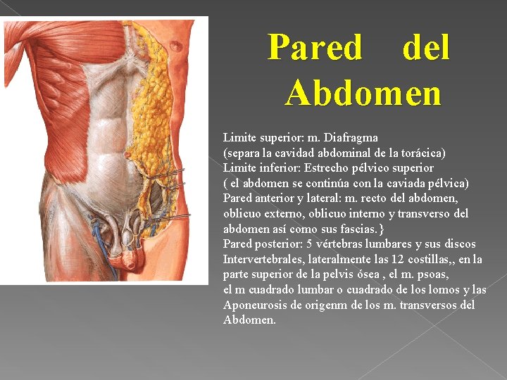 Pared del Abdomen Limite superior: m. Diafragma (separa la cavidad abdominal de la torácica)