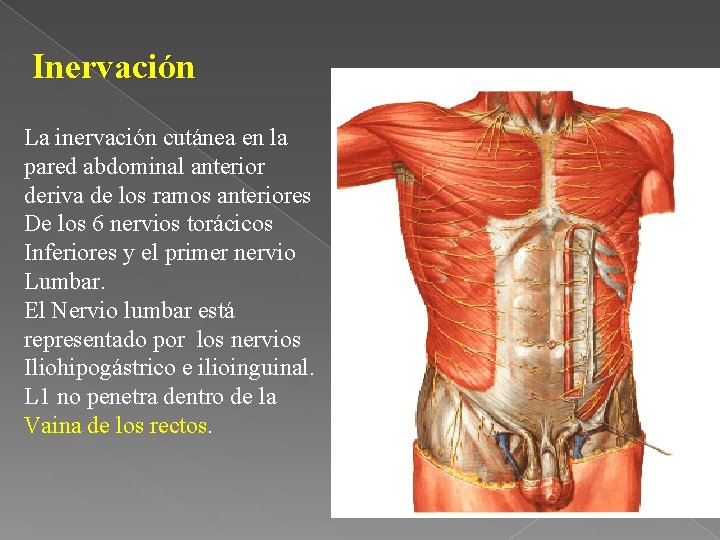 Inervación La inervación cutánea en la pared abdominal anterior deriva de los ramos anteriores
