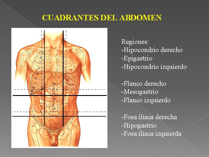 CUADRANTES DEL ABDOMEN Regiones: -Hipocondrio derecho -Epigastrio -Hipocondrio izquierdo -Flanco derecho -Mesogastrio -Flanco izquierdo