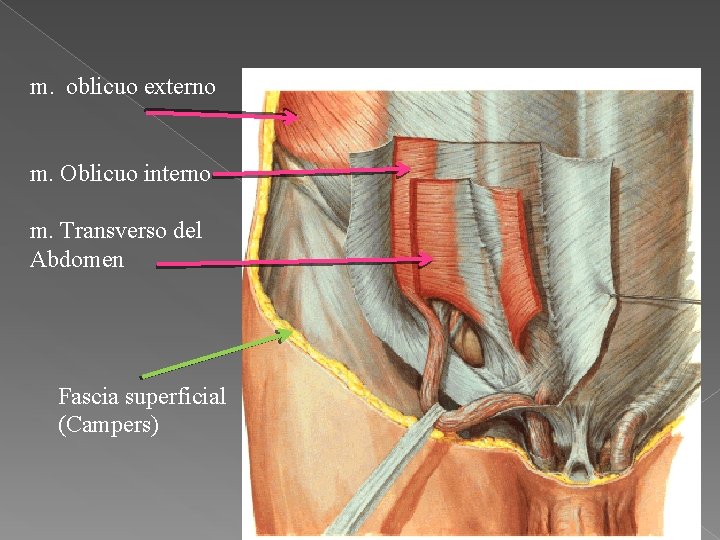 m. oblicuo externo m. Oblicuo interno m. Transverso del Abdomen Fascia superficial (Campers) 