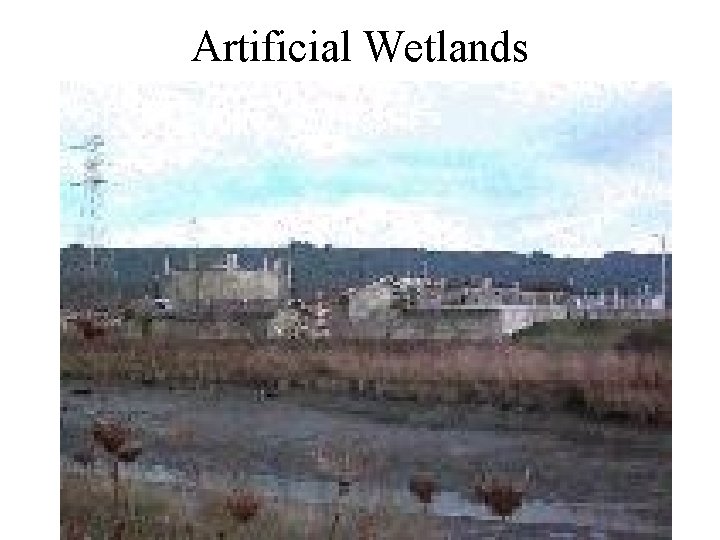 Artificial Wetlands 
