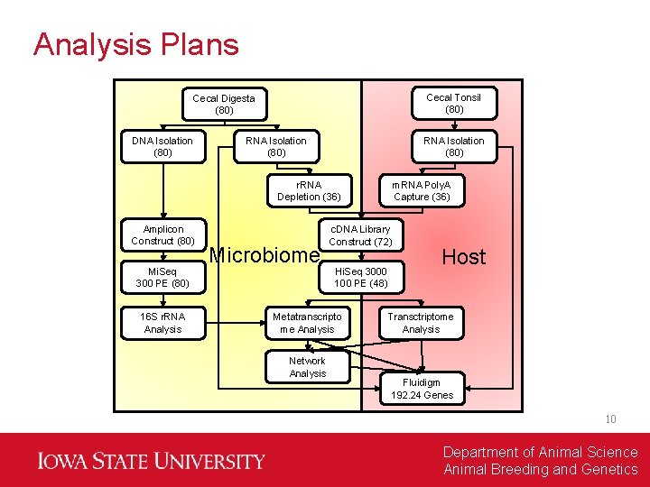 Analysis Plans Cecal Tonsil (80) Cecal Digesta (80) DNA Isolation (80) RNA Isolation (80)