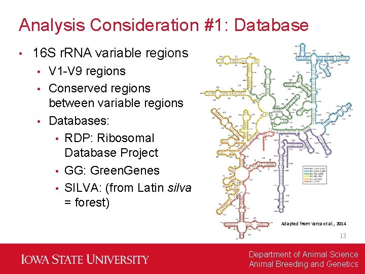 Analysis Consideration #1: Database • 16 S r. RNA variable regions V 1 -V