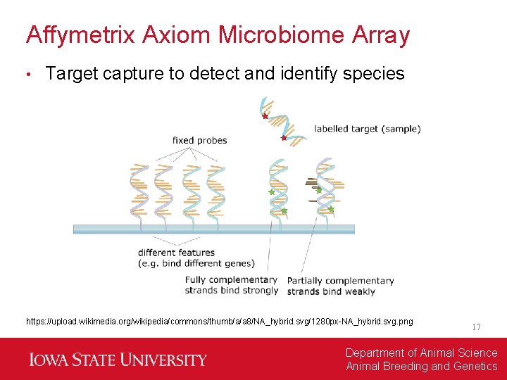 Affymetrix Axiom Microbiome Array • Target capture to detect and identify species https: //upload.