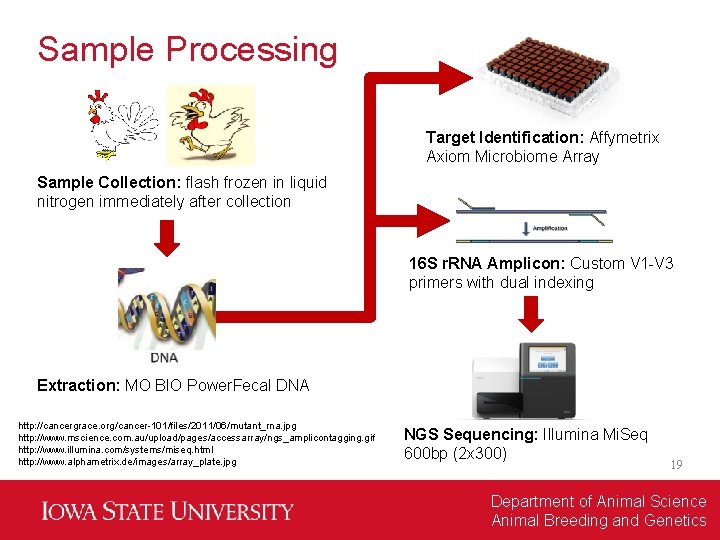 Sample Processing Target Identification: Affymetrix Axiom Microbiome Array Sample Collection: flash frozen in liquid