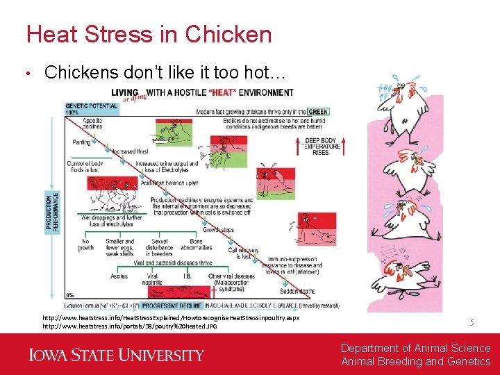 Heat Stress in Chicken • Chickens don’t like it too hot… http: //www. heatstress.