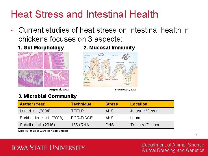 Heat Stress and Intestinal Health • Current studies of heat stress on intestinal health