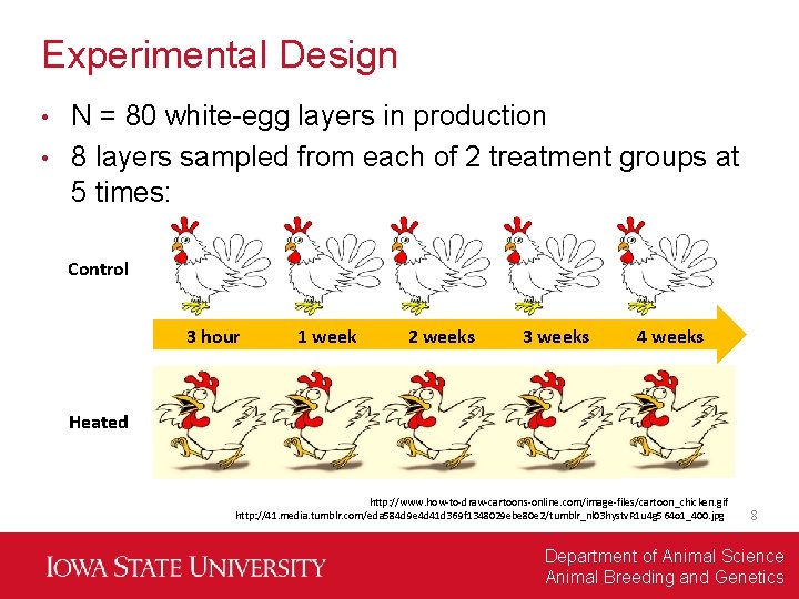 Experimental Design N = 80 white-egg layers in production • 8 layers sampled from