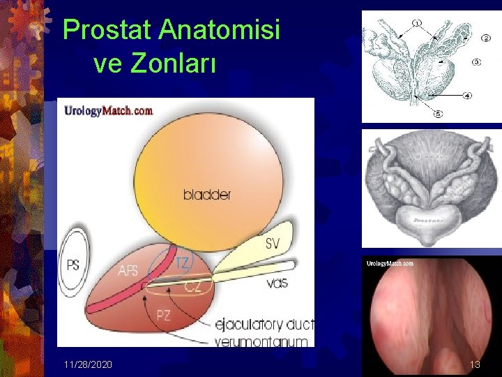 Prostat Anatomisi ve Zonları 11/28/2020 13 