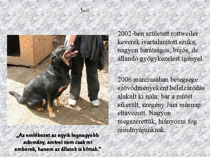 Juci 2002 -ben született rottweiler keverék ivartalanított szuka; nagyon barátságos, bújós, de állandó gyógykezelést