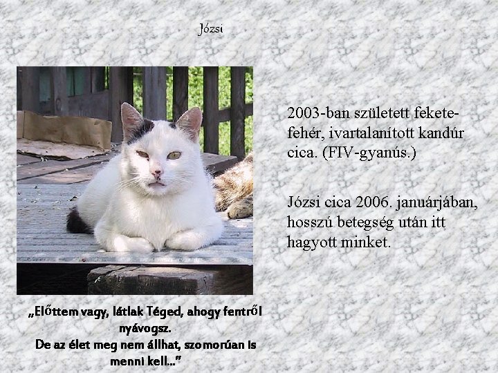Józsi 2003 -ban született feketefehér, ivartalanított kandúr cica. (FIV-gyanús. ) Józsi cica 2006. januárjában,