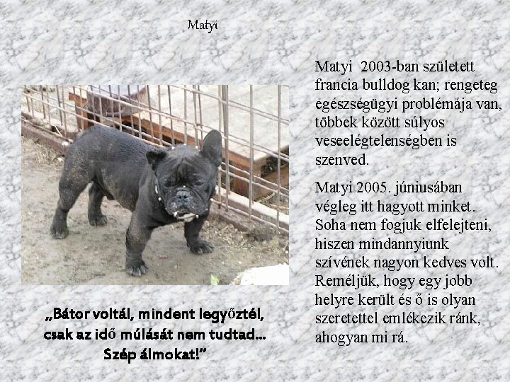 Matyi 2003 -ban született francia bulldog kan; rengeteg egészségügyi problémája van, többek között súlyos