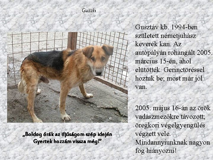 Guszti Gusztáv kb. 1994 -ben született németjuhász keverék kan. Az autópályán rohangált 2005. március