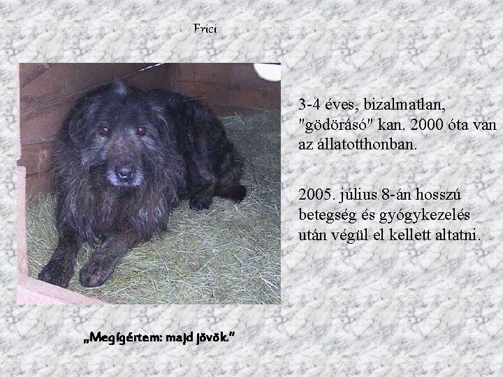 Frici 3 -4 éves, bizalmatlan, "gödörásó" kan. 2000 óta van az állatotthonban. 2005. július