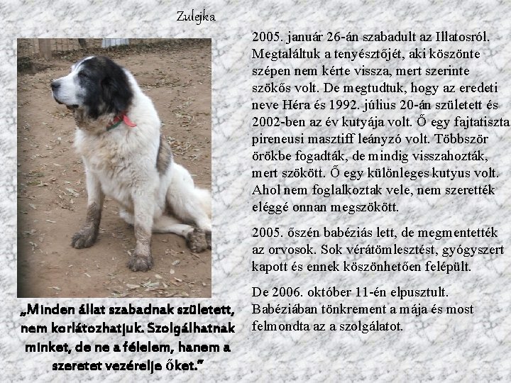 Zulejka 2005. január 26 -án szabadult az Illatosról. Megtaláltuk a tenyésztőjét, aki köszönte szépen
