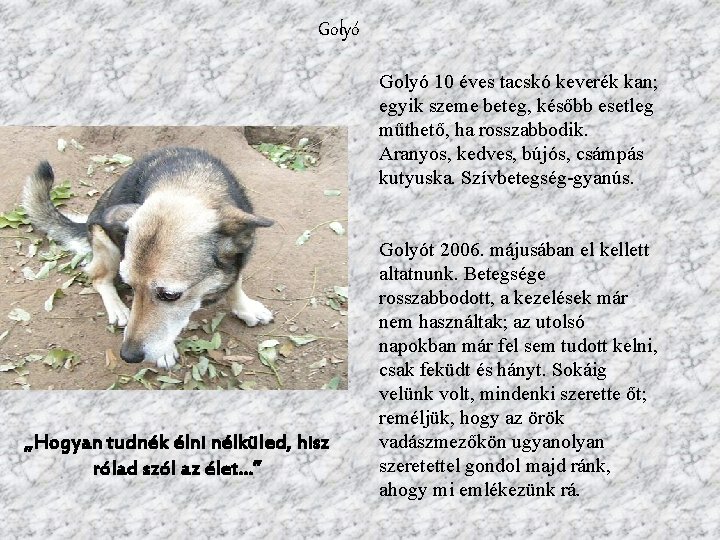 Golyó 10 éves tacskó keverék kan; egyik szeme beteg, később esetleg műthető, ha rosszabbodik.