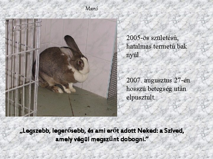 Manó 2005 -ös születésű, hatalmas termetű bak nyúl. 2007. augusztus 27 -én hosszú betegség
