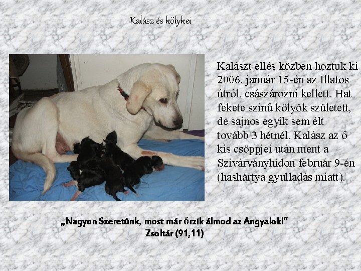 Kalász és kölykei Kalászt ellés közben hoztuk ki 2006. január 15 -én az Illatos