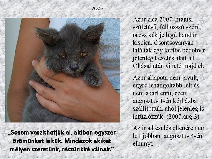 Azúr cica 2007. májusi születésű, félhosszú szőrű, orosz kék jellegű kandúr kiscica. Csontsoványan találták