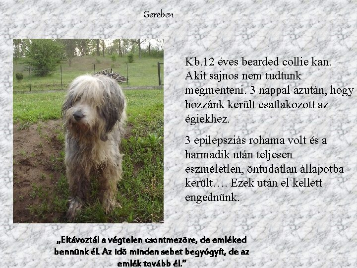 Gereben Kb. 12 éves bearded collie kan. Akit sajnos nem tudtunk megmenteni. 3 nappal