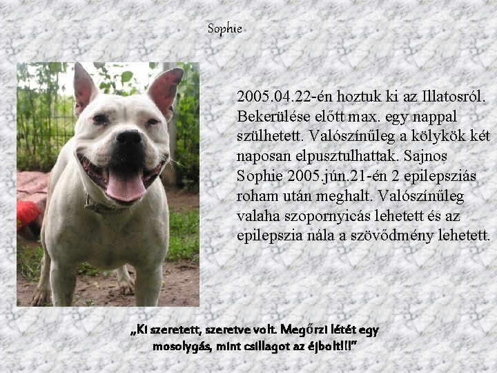 Sophie 2005. 04. 22 -én hoztuk ki az Illatosról. Bekerülése előtt max. egy nappal