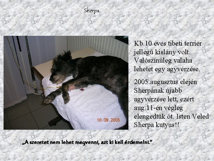 Sherpa Kb. 10 éves tibeti terrier jellegű kislány volt. Valószínűleg valaha lehetet egy agyvérzése.