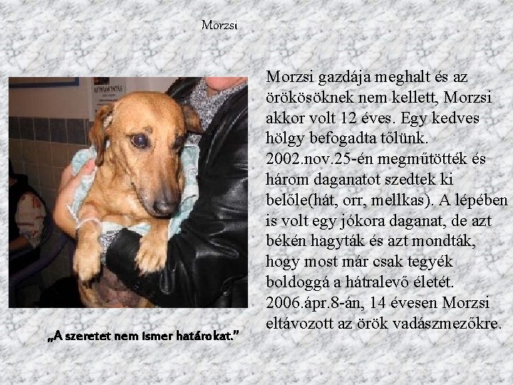 Morzsi „A szeretet nem ismer határokat. ” Morzsi gazdája meghalt és az örökösöknek nem