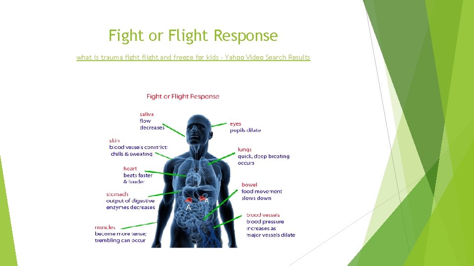 Fight or Flight Response what is trauma fight flight and freeze for kids -